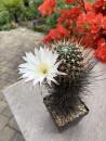 Lobivia ferox